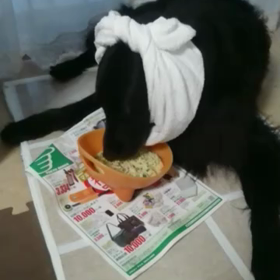 老犬のお食事の画像