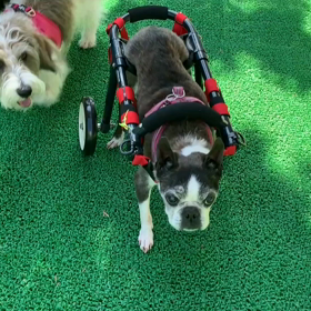 車椅子 固まる犬の画像