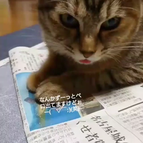 ベロ～♥️の画像