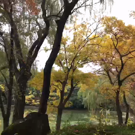 ★12/4日曜日♪まなゆいベーシックのお知らせ♪の画像