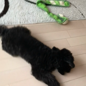 プーちゃん情報の画像