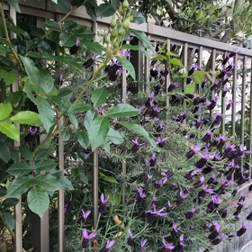 解除になってから　コロナ週末の画像