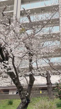 イカ焼き最高！の記事動画