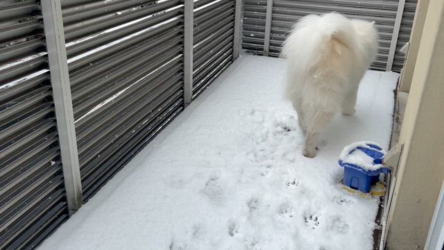 【雪】ハリボーの本能は？と映画への記事動画