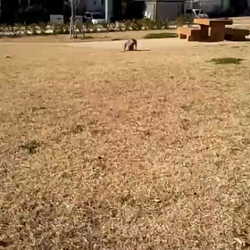 明けましておめでとうございます！の画像