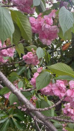 お花をいただきましたの記事動画