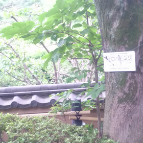 蝉の画像