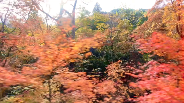 もみじのトンネル＠叡山電車の記事動画