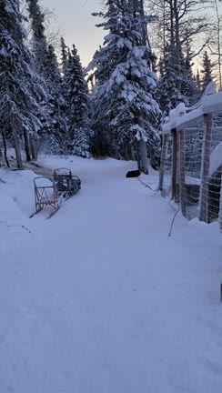 アラスカで犬ぞりに乗るの記事動画