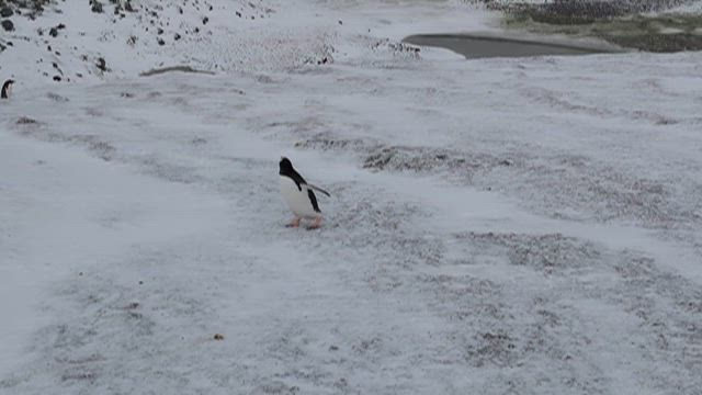 南極クルーズ　一日目の記事動画