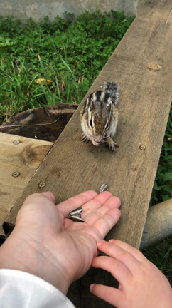 りすさんのエサ食べちゃったの記事動画