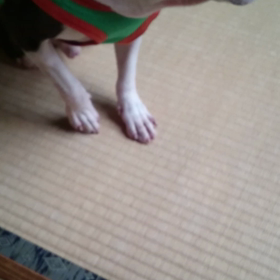 我が家のワンコ芸～ボス  テリカイザー～の画像
