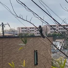 2026/03/17の画像