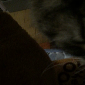 クーシーの行動①の画像