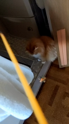 こんな感じ、最近の2にゃんの記事動画