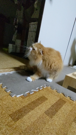 サイベリアンの楓くんとラガマフィンの椛ちゃんの日常の記事動画