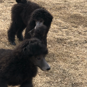 シルバーのスタンダードプードル子犬の画像