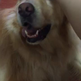 なでなでの画像