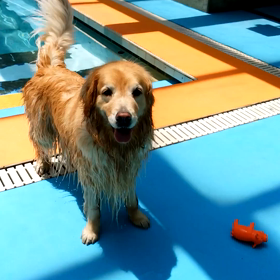 Woofの画像