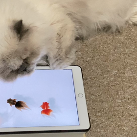 ユニと金魚の画像