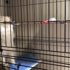 アポロとユニの画像