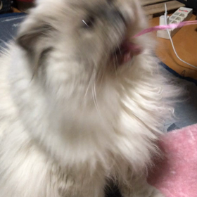 ユニ　動画(*^_^*)の画像