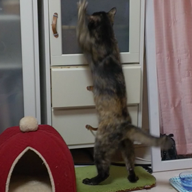 どすこいの画像