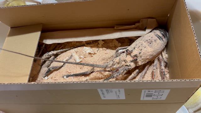ゴルフ旅行と大掃除と伊勢海老の記事動画