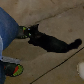 黒猫☆の画像
