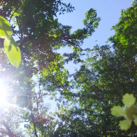 FOREST⭐の画像