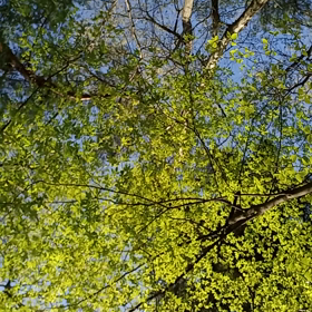 森林浴☆の画像