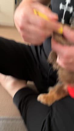 れもんの歯磨き動画♡の記事動画