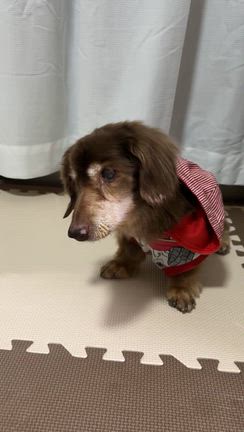 載せ忘れていた記事♡れもんの記事動画