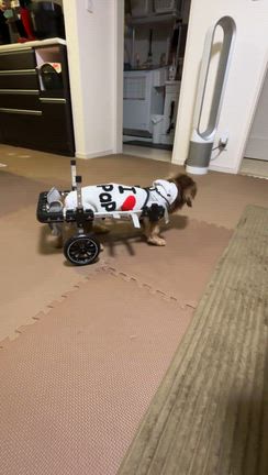 復活しました♡の記事動画
