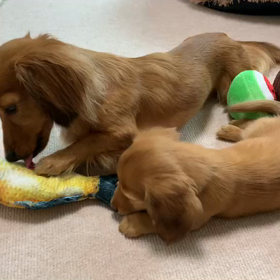 さんちゃんベビー♡遊ぶ ②の画像