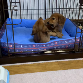 さんちゃんベビー♡ロックと、てんてんの画像