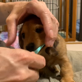 さんちゃんベビー♡歯磨きの画像