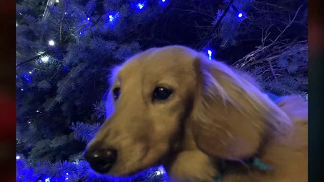 2017 クリスマスツリーの記事動画
