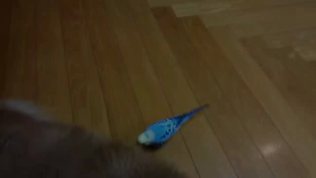 グレイスとケロちゃん仲良し♡の記事動画
