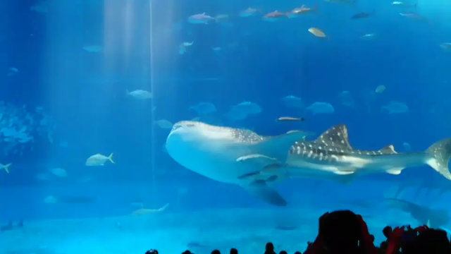 ☔のち☁曇りの記事動画