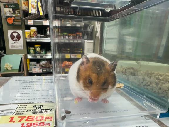 ついに家族になりました♡の記事動画