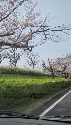 お花見の記事動画