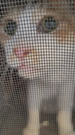 猫ちゃんの記事動画