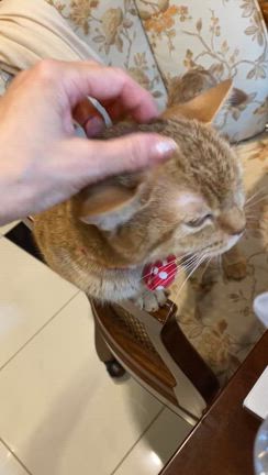 猫ちゃんの体調と甘いものと賢島の記事動画