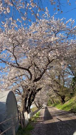 アメリカからお友達と桜満喫❣️の記事動画