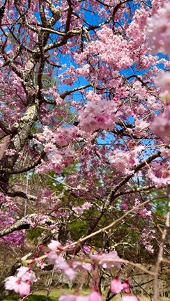 アメリカからお友達と桜満喫❣️の記事動画