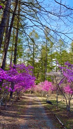 アメリカからお友達と桜満喫❣️の記事動画