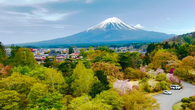 アメリカからお友達と桜満喫❣️の記事動画