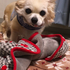 母の日のプレゼントの画像