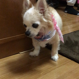 腫れさえなければ。の画像